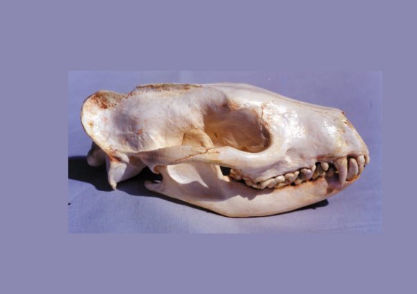 african palm civet female skull