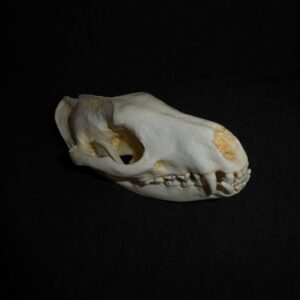 african palm civet male skull replica ca12016
