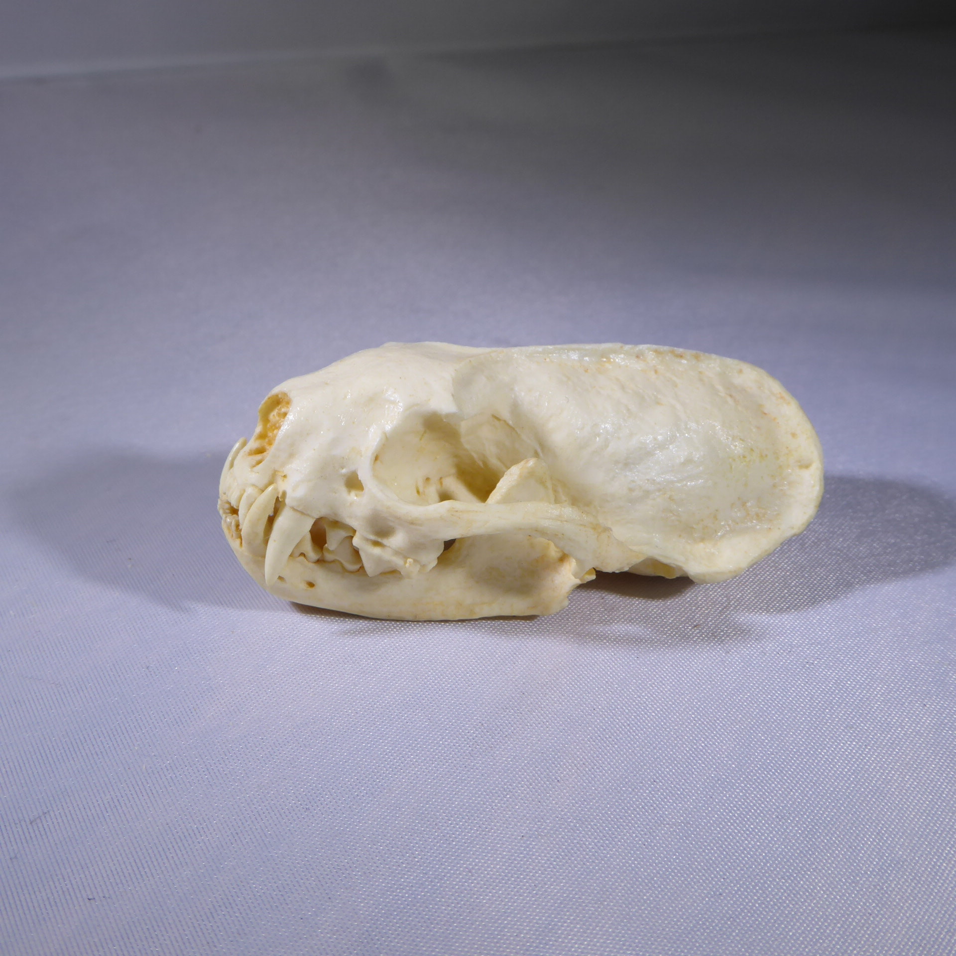 African Striped Weasel Skull, image size:1920x1920