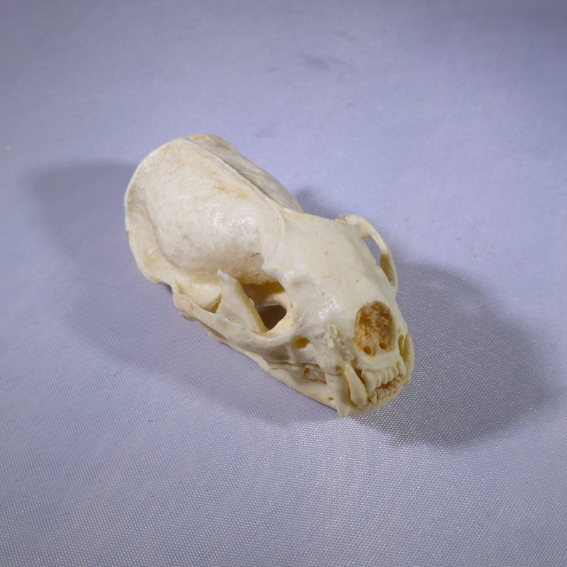 african-striped-weasel-skull-forward-CADJL0044