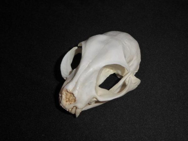 african wildcat male skull replicas