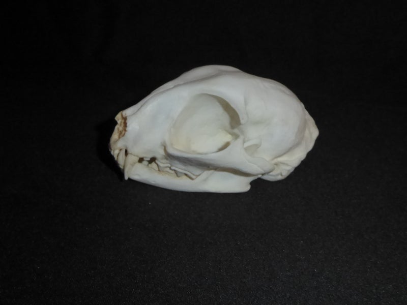 african-wildcat-skull-replica