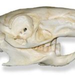 Agouti Dasyprocto Skull Replica