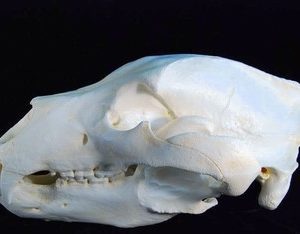 Alaskan brown bear skull replica facing left. CAS specimen. 1:1 scale.