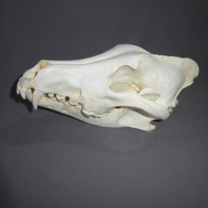 alaskan wolf skull replica facing left CADJL0012