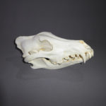 alaskan wolf skull replica facing right