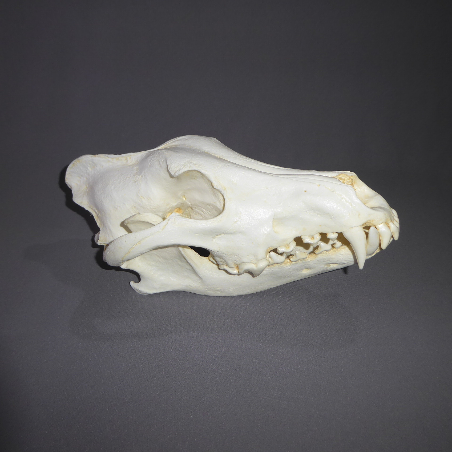 Alaskan Wolf Skull Replica SkeletonsAndSkullsSuperstore