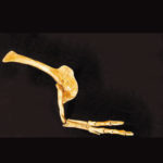albertosaurus-arm-hand-replica-C024A