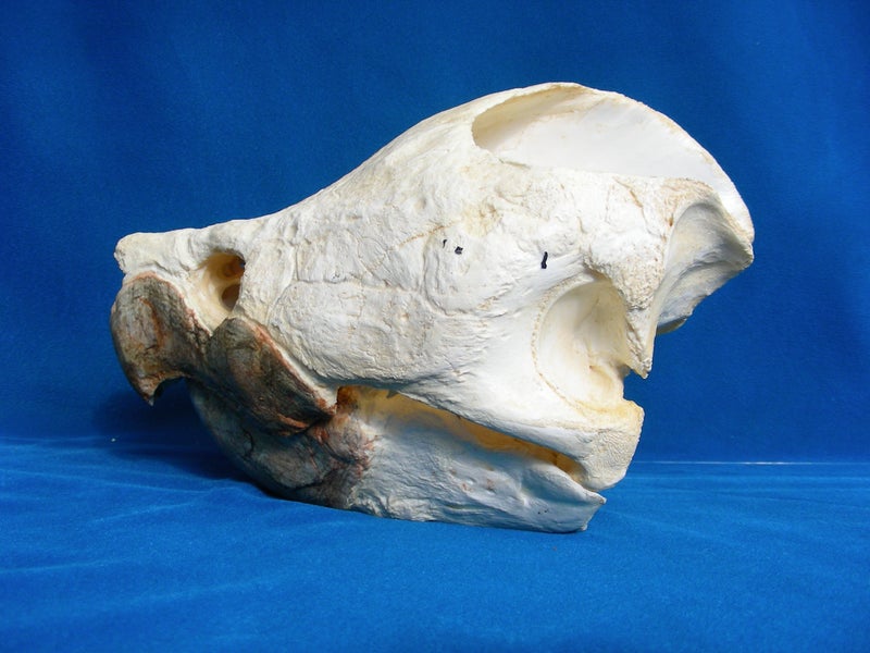 alligator-snapping-turtle-skull-close-up-CARB0322