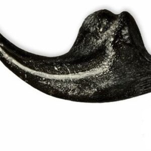 allosaurus fragilis claw replica 1 cl22