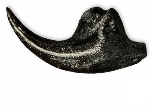 allosaurus fragilis claw replica 1 cl22