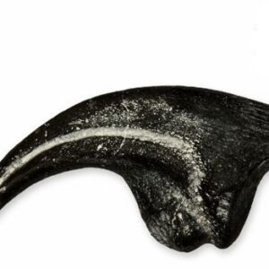 allosaurus fragilis claw replica cl22