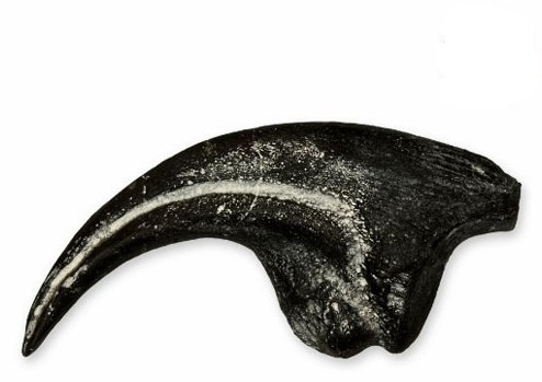 allosaurus fragilis claw replica cl22