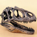 allosaurus-fragilis-skull-replica-SH14