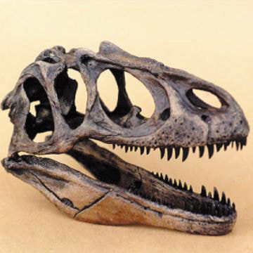 allosaurus fragilis skull replica