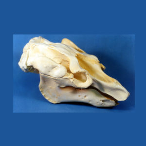 amazon manatee skull replica