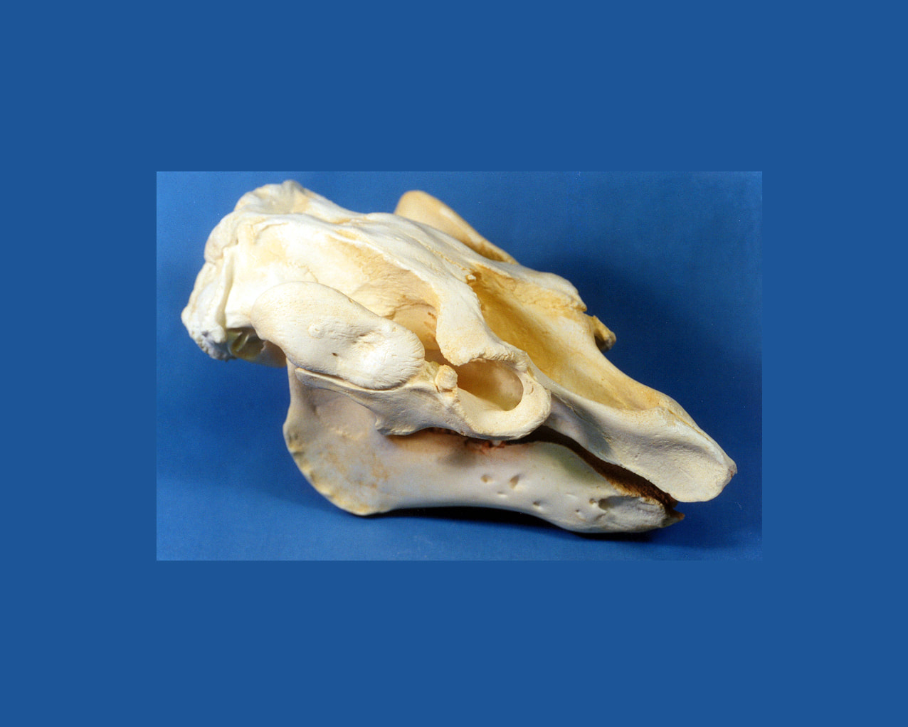 Amazon Manatee Skull Replica - Skeletons and Skulls Superstore