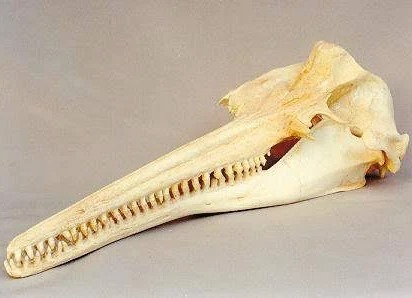 amazon river dolphin skull replica RS066
