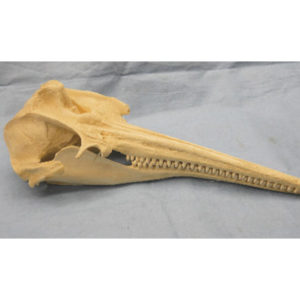 amazon river dolphin skull