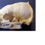 american-badger-skull-replica-RS331-qUOFY-NfOPn-GGWkR