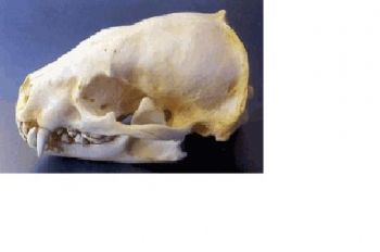 American Badger Skull Replica
