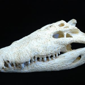 american crocodile skull replica