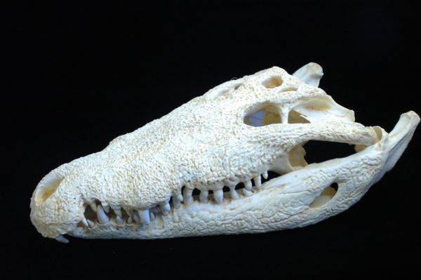 american crocodile skull replica