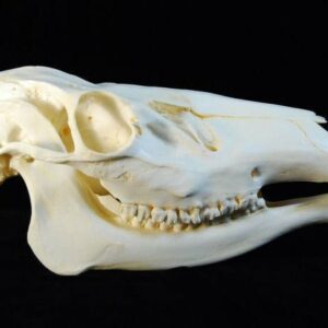 american elk skull replica close up RS378