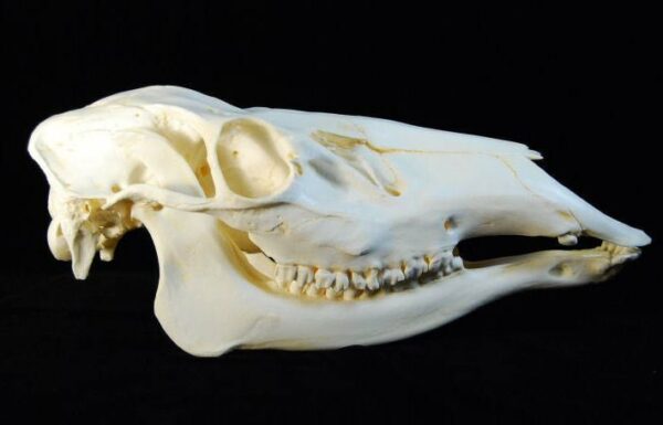 american elk skull replica close up RS378