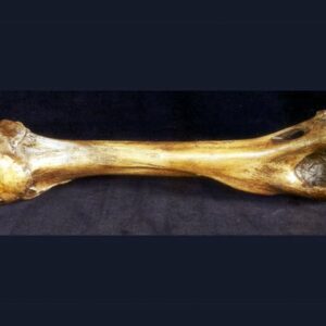 american lion humerus bone close M301B