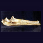 american lion radius bone