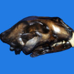 american lion skull replica