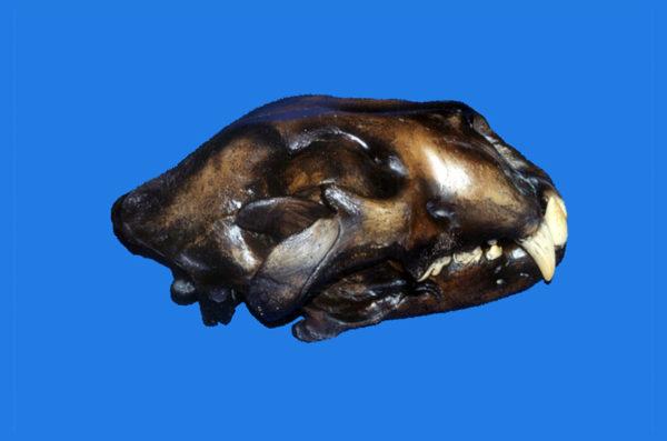 american lion skull replica