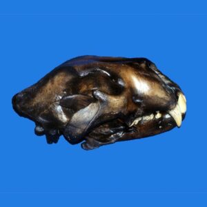 american lion skull replica close S304