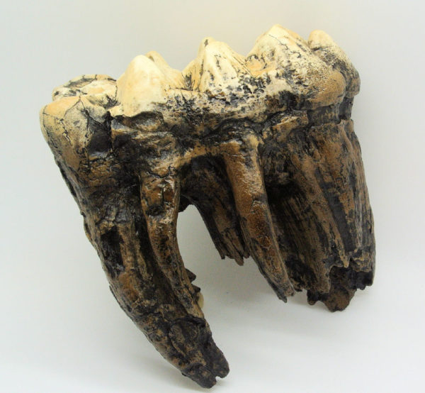 american mastodon tooth replica
