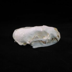 american mink skull replica facing left RS360