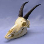 american-mountain-goat-skull-CA00735