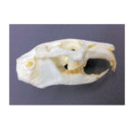 american-pika-skull-replica-CA08560