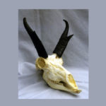 american pronghorn skull replica