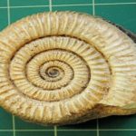 Ammonite Hophites shell replica