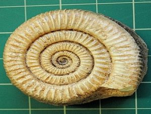 Ammonite Hophites shell replica