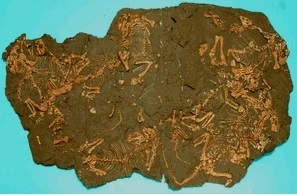 Anomodontian Accumulated Many Skeleton Plaque