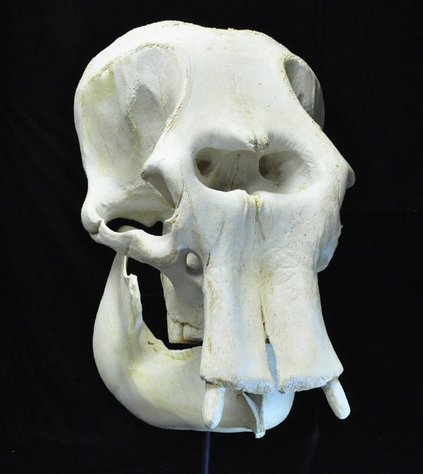 asian elephant female skull