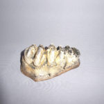 asian-hippopotamus-tooth-row-T36
