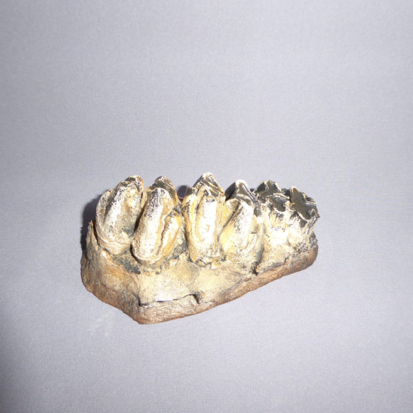 asian hippopotamus tooth row