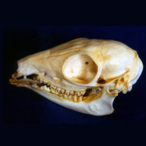 asiatic mouse deer female skull