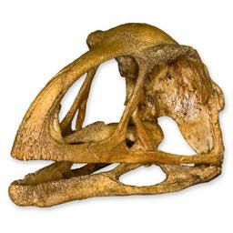 avimimus portentosus skull replica sh18