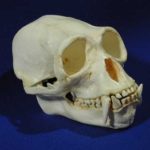 Siamang Gibbon Adult Male Skull