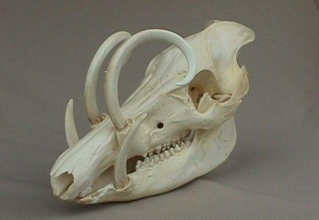 Babirusa Skull