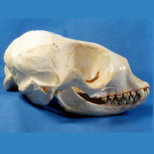 Baikal Seal Skull Replica